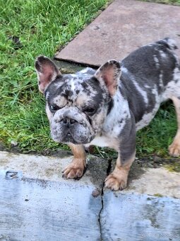 Francúzsky buldocek - 2