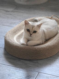 Britská krátkosrstá mačka - 2