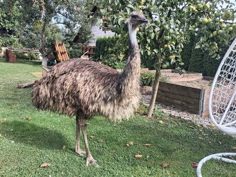 predám pštrosa Emu - 2