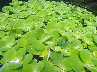 Pistia stratiotes mini - 2
