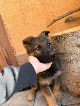 Nemecký ovčiak šteniatka - 2