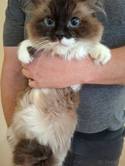 Ragdoll mačka - 2
