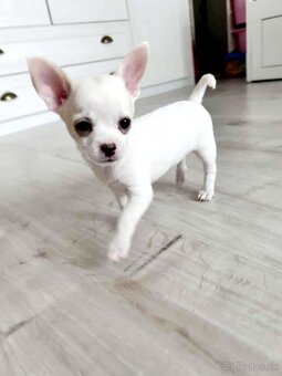 Predám čivava(chihuahua) - 2