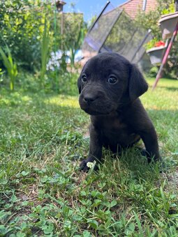 Labrador mix šteniatko - 2