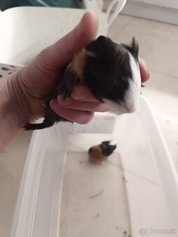 Anglicke kratkosrste morciatko - 2