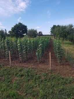 Japonský topoľ - 2