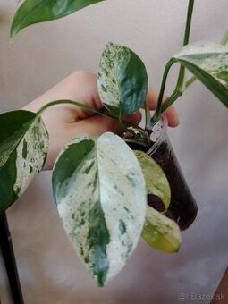 Epipremnum pinnatum marble - 2