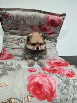 Špic typ pomeranian - 2