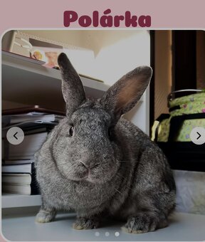 Polárka na adopciu - 2