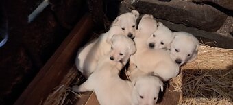 Steniatko labrador - 2