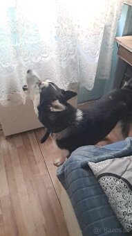 Predám sibirsky husky - 2