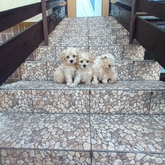 Maltipoo - 2