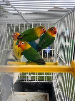 Agapornis fisher chovne pary - 2