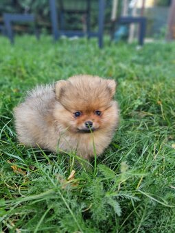 Pomeranian - 2