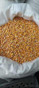 Kukuricu a psenicu predam - 2