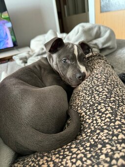 Americký stafford - 2