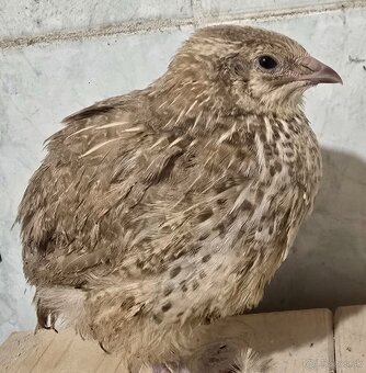 Prepelice, prepeličky - 2