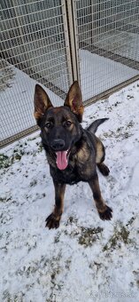 Nemecký ovčiak s PP - 2