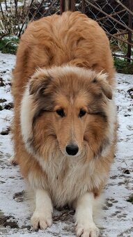 Kólia dlhosrstá - 2