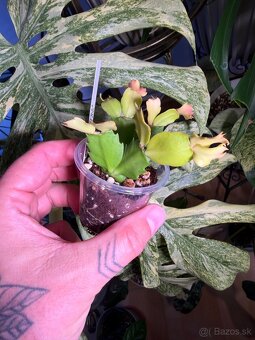 Schlumbergera cristen aurea variegata - 2