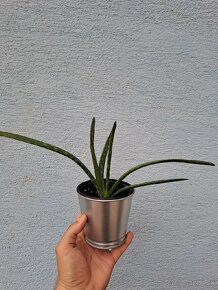 Aloe vera rastlina - 2