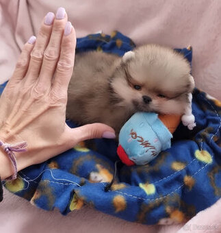Pomeranian mini - 2