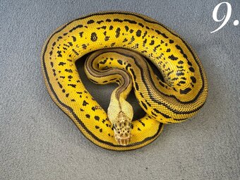 Predam mláďatá Python regius 2024 - 2