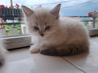 Ragdoll kocurik - 2