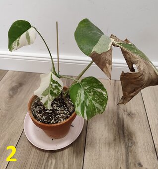 Monstera albo Variegata - 2