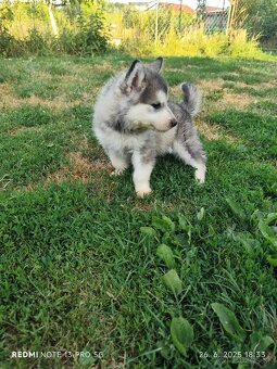 Sibírsky husky šteniatka na predaj - 2