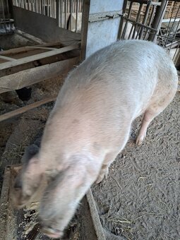 Vyradena prasnica - 2