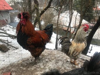 kohútikovia - 2