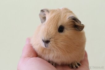 Predám morčatá, samec mesačný, samice ročné - 2