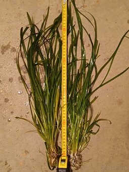 Vallisneria americana - trs 8-10 koreňov - 2