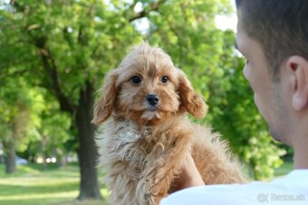 Cavapoo - 2