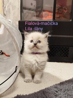 Ragdoll mačiatká bez pp - 2