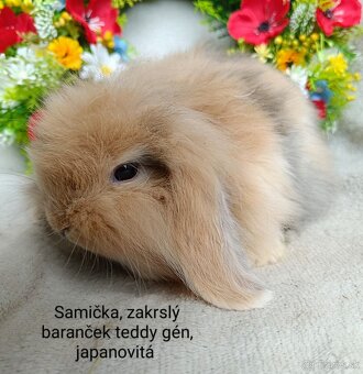 Zakrslý baranček teddy gén s VP - samička japanovitá - 2