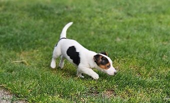 Jack russel terier - 2