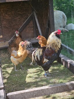Kmeň araucana 4+1 - 2