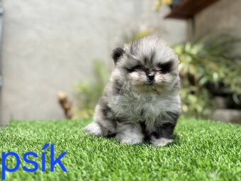 Pomeranian mini - 2