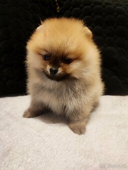 Pomeranian/nemecký špic - 2