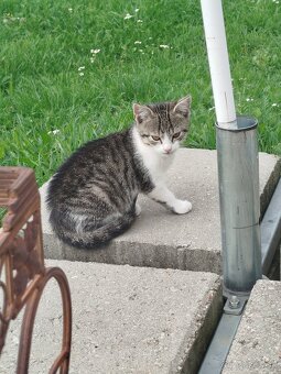 Darujem mačiatka - 2