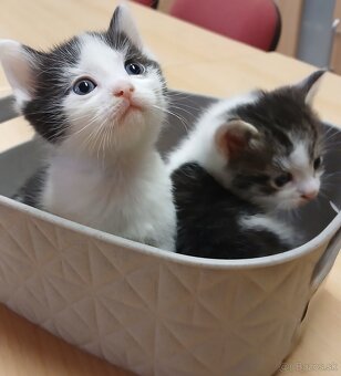 Mačiatko od Mikuláša - mačička rezervovaná - 2