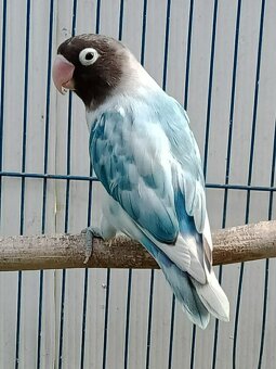 Agapornis škraboškovy - 2