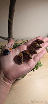 Slimák africký - 2