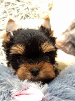 Yorkshire terrier, York šteniatka s PP - 2