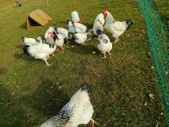 Predám nasadove vajíčka sasex - 2