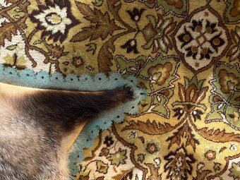 Predám vypreparovanu kožu z jazveca - 2