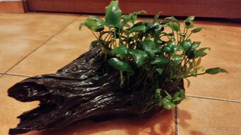 Koreň +anubias - 2