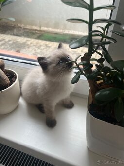 Mačiatka Ragdoll bez PP - 2